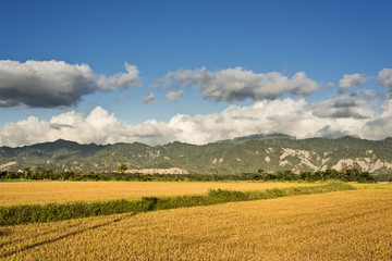 golden paddy rice farm