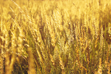 Fototapeta premium summer grass. toned. natural background.