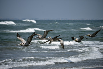 Pelicanos en la costa