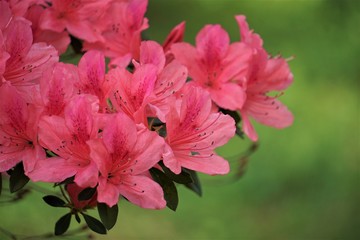 Obraz premium Pink Azalea blooming in the green garden background ,Spring in GA USA.