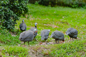 Close up view of Guineafowl (/ˈɡɪnifaʊl/; sometimes called 