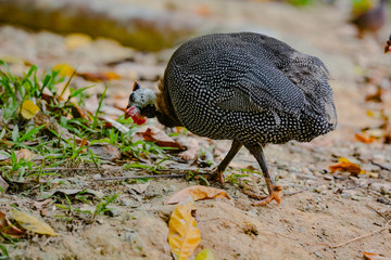 Close up view of Guineafowl (/ˈɡɪnifaʊl/; sometimes called "pet speckled hen", or "original fowl") are birds of the family Numididae in the order Galliformes.