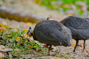 Close up view of Guineafowl (/ˈɡɪnifaʊl/; sometimes called 