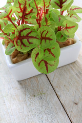micro herb sorrel