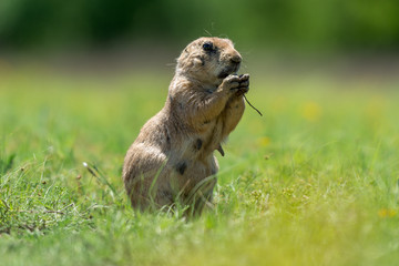 prairie dog