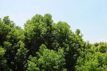 樹木の緑