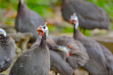 Close up view of Guineafowl (/ˈɡɪnifaʊl/; sometimes called 