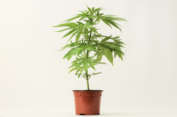 Marijuana
