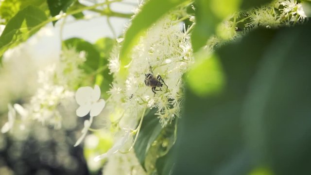 A beetle who is exploring flowers at springtime in the beautiful sunlight.