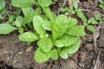 ruellia tuberosa plant on the ground