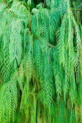 The beautiful nature of tropical rainforests plant artificial garden decoration for background