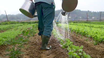 Traditional organic farmer waters crops with buckets in Asia (medium). Filmed (slow motion) in Vietnam on an organic farm.