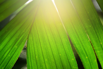 Close up Abstract striped natural background, Details of Banana leaf, Vintage tone