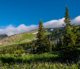 blue flowers and coniferous trees on the background of the mountain the top of which is shrouded in fog