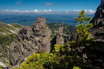 dwarf cedar on the background of a large rock and mountains