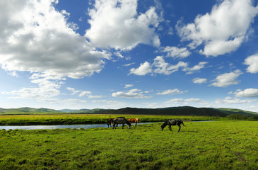 Fototapeta na wymiar horse in the grassland of Mongolia 