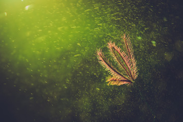 Close-up Water drops on flowers grass and sunrise background in the morning