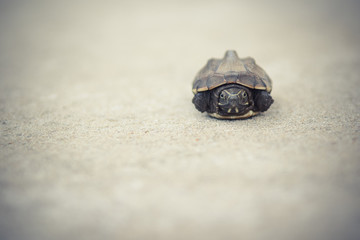 Close-up Terrapin on Beach background.