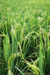 Obraz premium Bundle of Rice in the countryside of Dazhai ,Shanxi province ,China