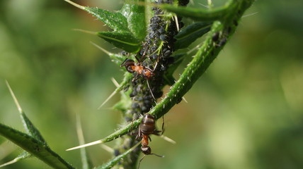 ants and plant louse