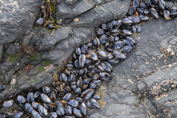 Fototapeta na wymiar Wild mussels on rock