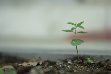 small green plant setting out of soil