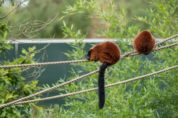 Red ruffed lemur