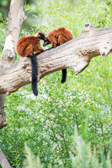 Obraz premium two Red ruffed lemur