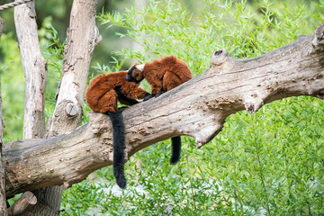 two Red ruffed lemur