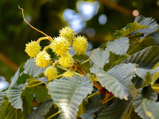 Chestnut Flowers Bishkek city Kyrgyzstan