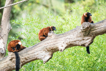 two Red ruffed lemur