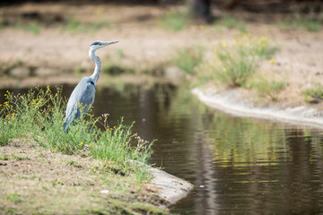 an heron in the field
