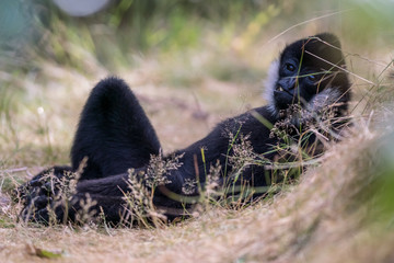 Northern white cheeked gibbon
