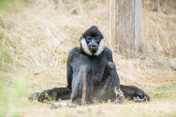 Northern white cheeked gibbon