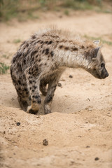 Hyena in the sand
