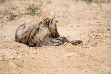 Hyena in the sand