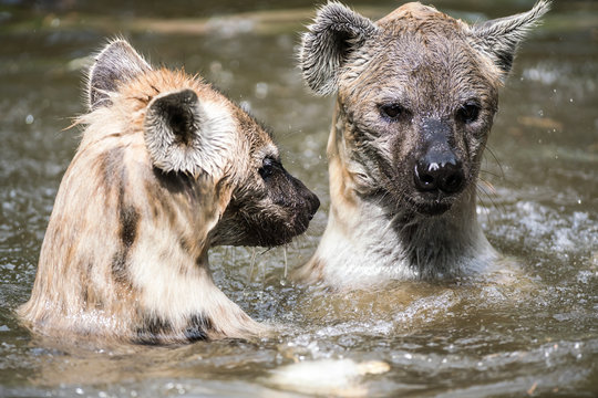 Playing Hyena In The Water