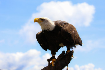 Wild eagle
