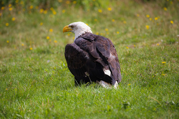 Bald eagle on grass