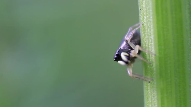 macro shot of a yellow legged jumping spider Heliophanus, looks and jumps from plant