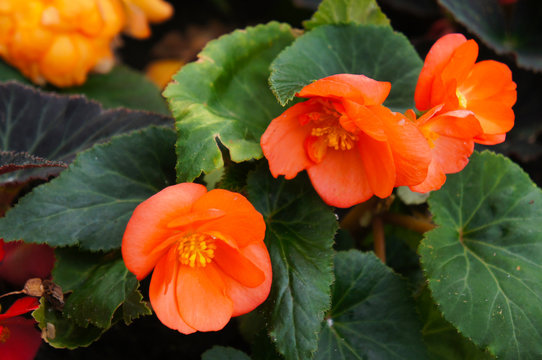Begonia tuberhybrida troup orange flowers with green