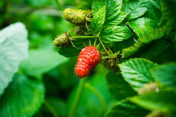 Branch with ripe raspberry in the garden. Selective focus. Shallow depth of field.