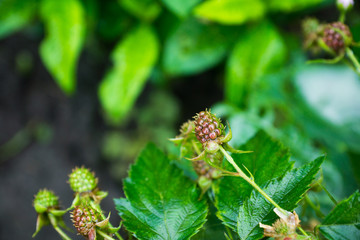 Branch with ripe raspberry in the garden. Selective focus. Shallow depth of field.