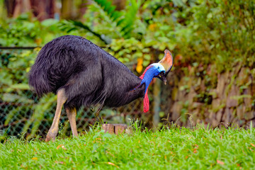 Naklejka premium View of Cassowaries (/ˈkæsəwɛəri/), genus Casuarius, are ratites (flightless birds without a keel on their sternum bone) that are native to the tropical forests