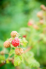 Branch with ripe raspberry in the garden. Selective focus. Shallow depth of field.