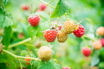 Branch with ripe raspberry in the garden. Selective focus. Shallow depth of field.