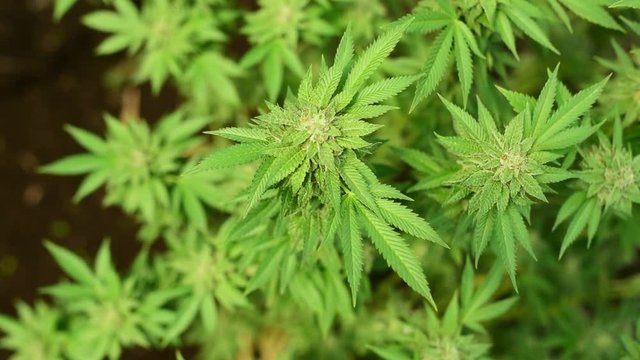 Cannabis plant , overhead shot.