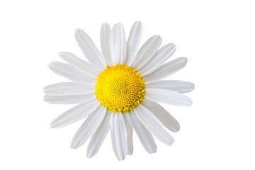 Macro shot or white camomile flower. Extreme closeup.