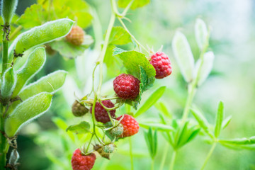 Branch with ripe raspberry in the garden. Selective focus. Shallow depth of field.