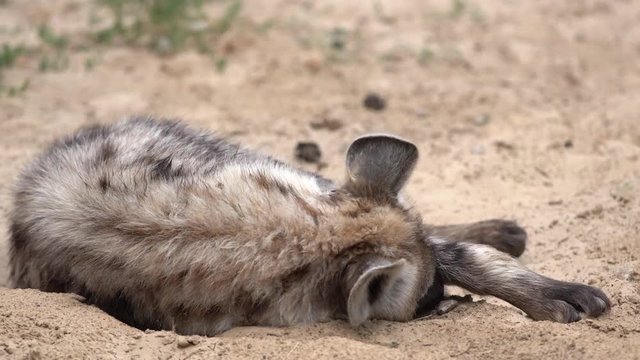 an beautiful hyena in the sand on a beautiful day in africa